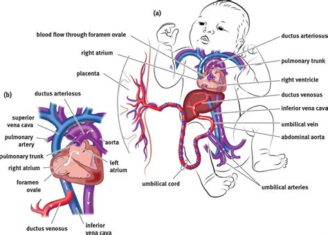 臍靜脈 充氧血|胎兒血液循環(Fetal circulation)